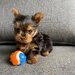 Yorkshire terrier